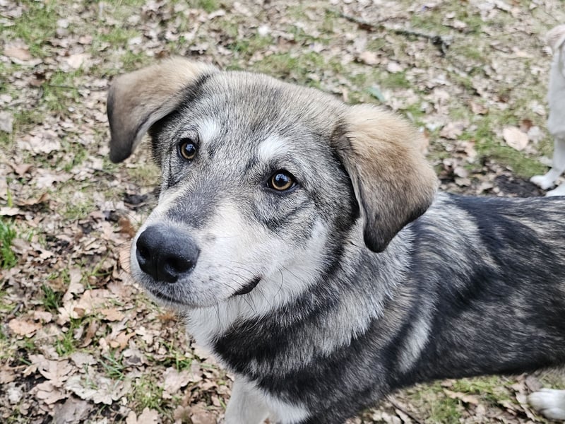 Süßer Junghund Tobi sucht sein Für-immer-Zuhause