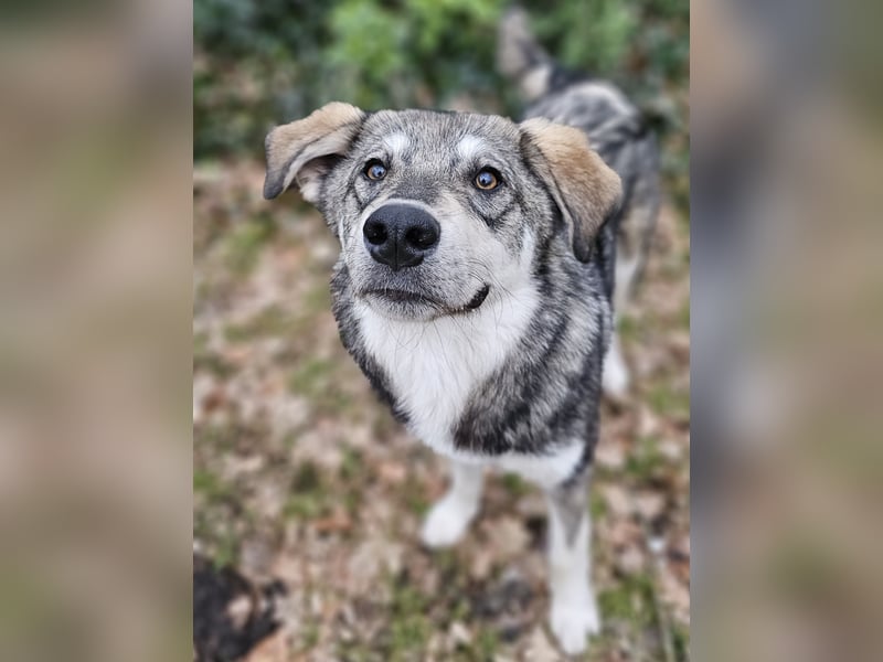 Süßer Junghund Tobi sucht sein Für-immer-Zuhause
