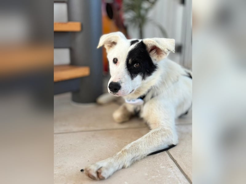 Oreo - hat ein großes Herz
