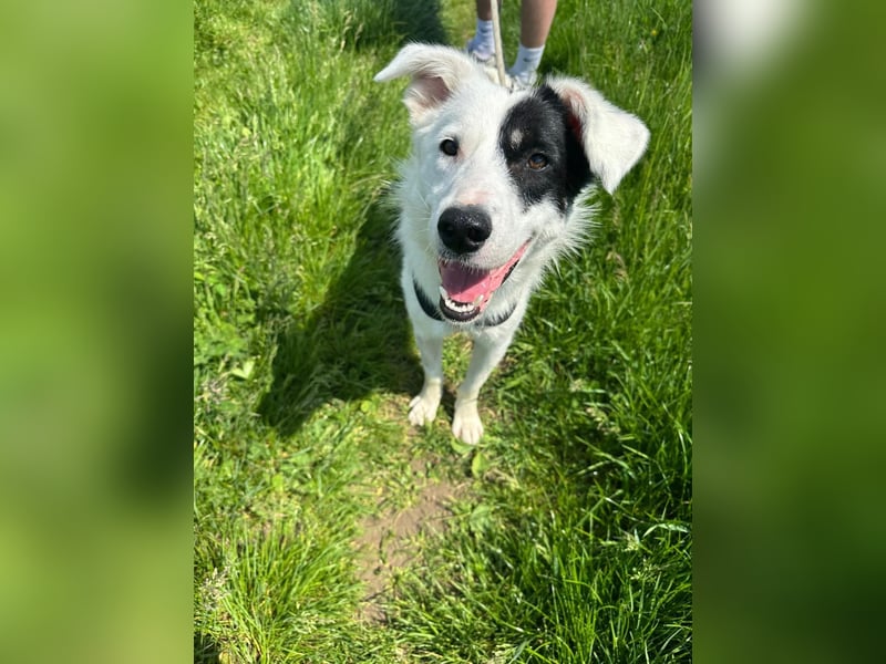 Oreo - hat ein großes Herz