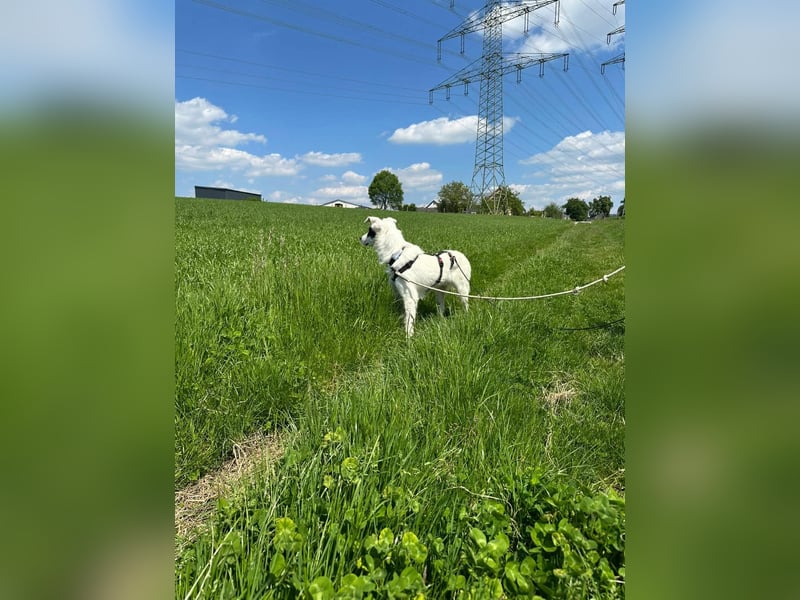 Oreo - hat ein großes Herz