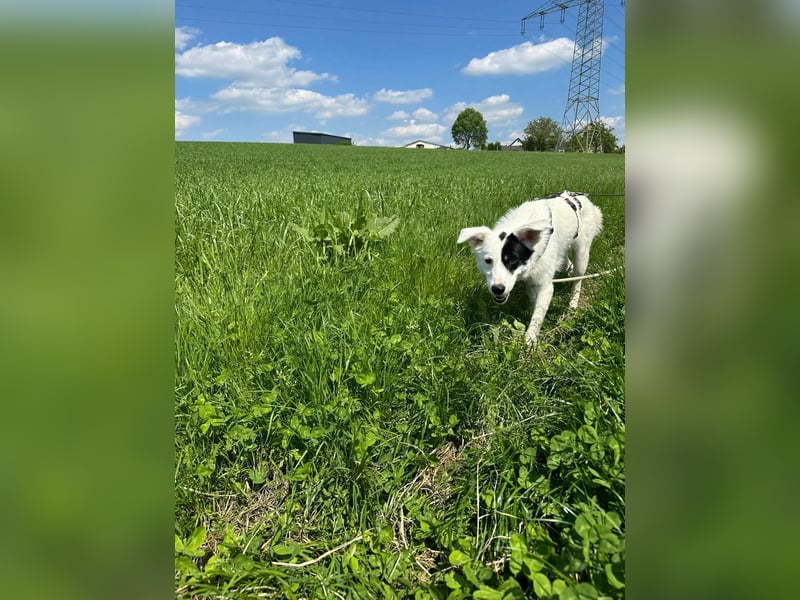Oreo - hat ein großes Herz