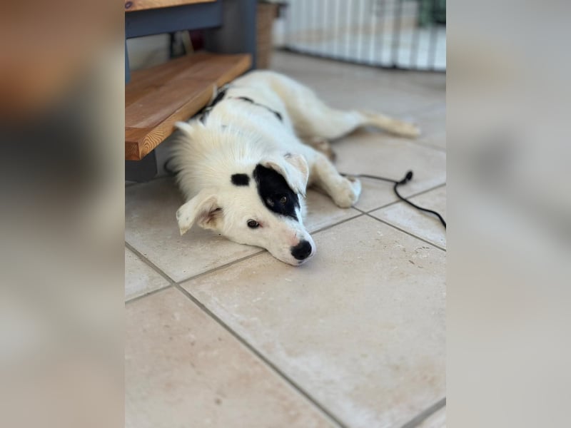 Oreo - hat ein großes Herz