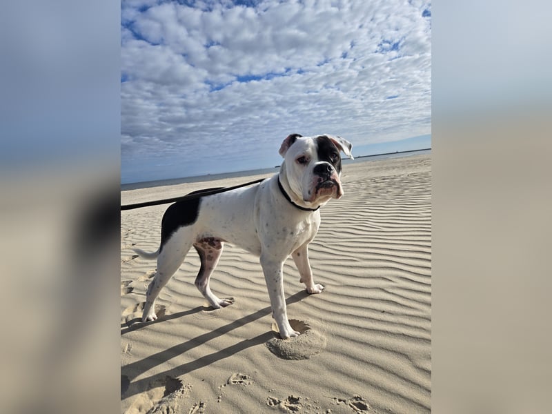 Mischlingsrüde in liebevolle Hände abzugeben