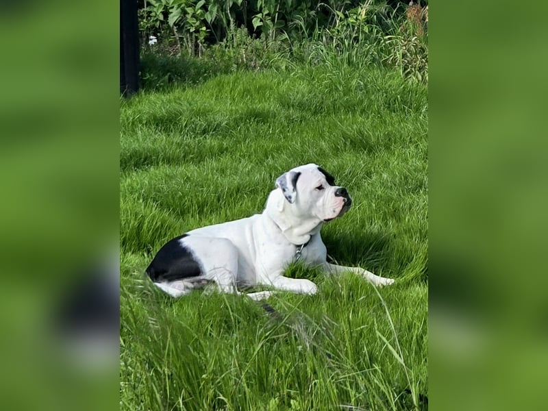 Mischlingsrüde in liebevolle Hände abzugeben