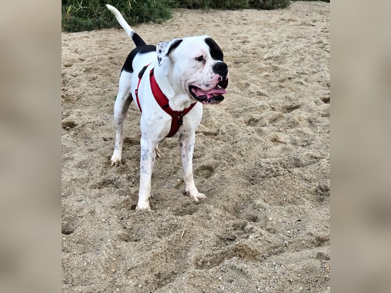 Mischlingsrüde in liebevolle Hände abzugeben