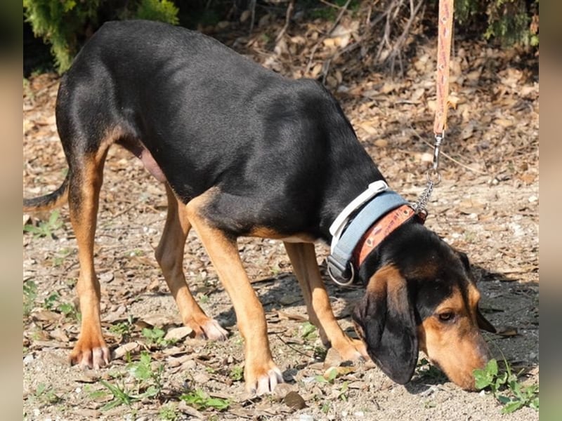 Martin - Freundlicher Jagdhund-Rüde *02/2020