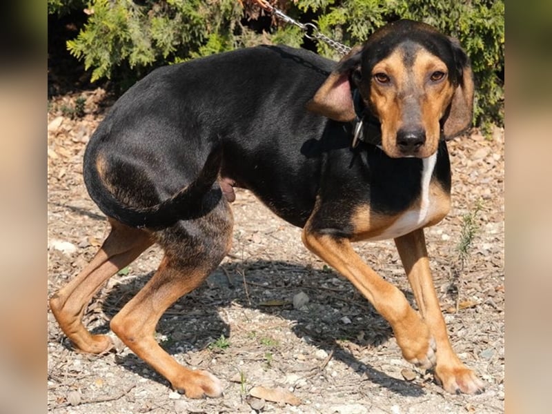 Martin - Freundlicher Jagdhund-Rüde *02/2020