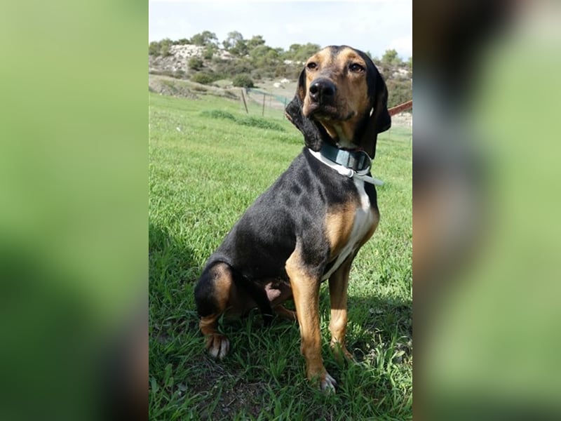 Martin - Freundlicher Jagdhund-Rüde *02/2020