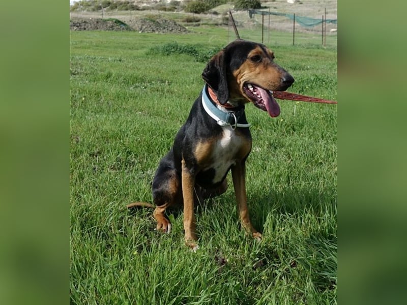 Martin - Freundlicher Jagdhund-Rüde *02/2020