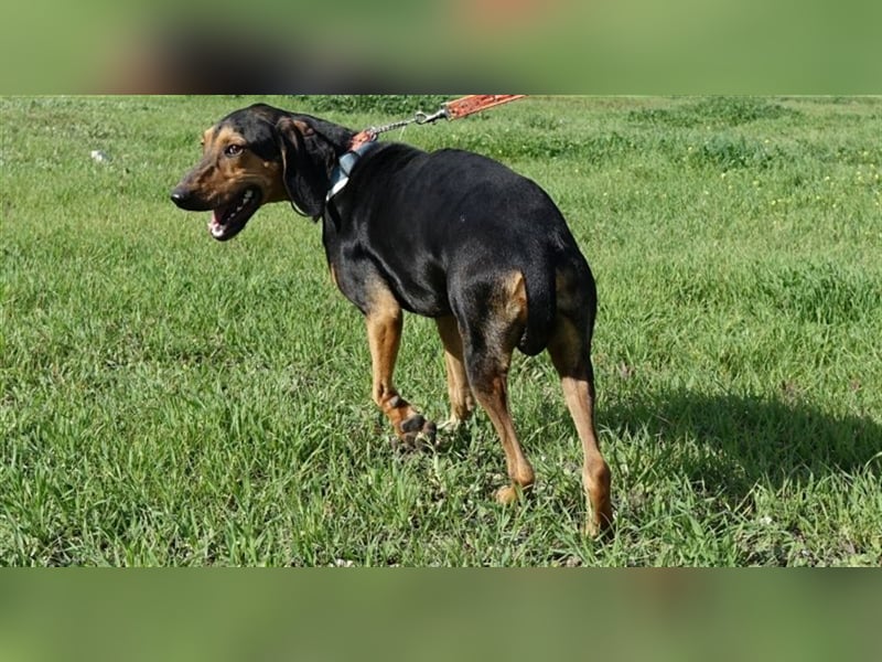Martin - Freundlicher Jagdhund-Rüde *02/2020