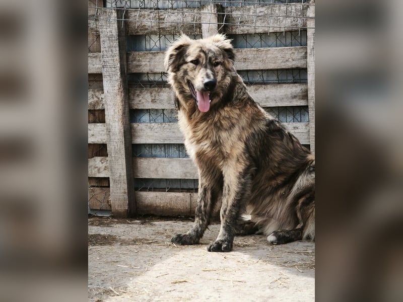 Toni - aus Mangalia