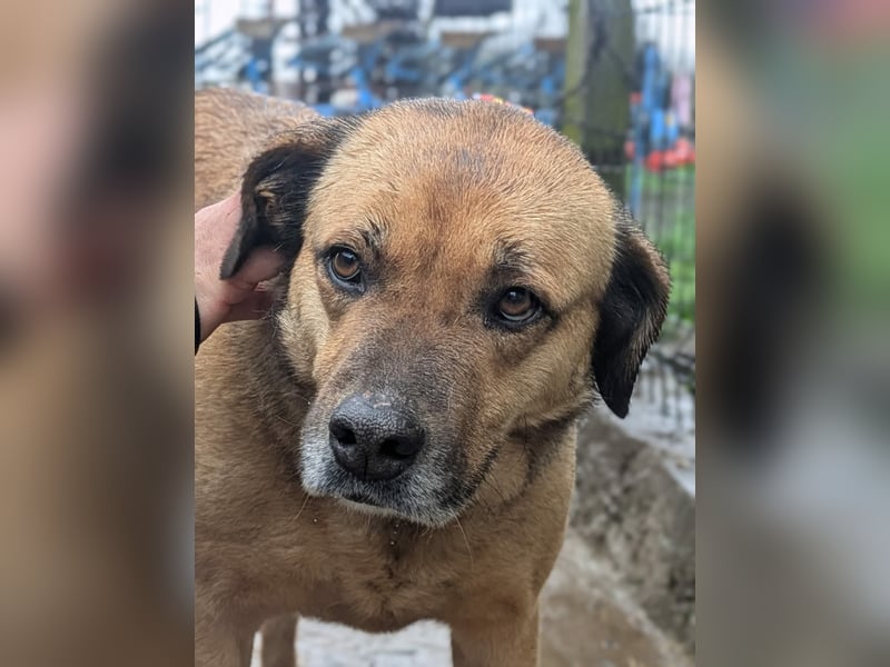 Molly - aus Mangalia