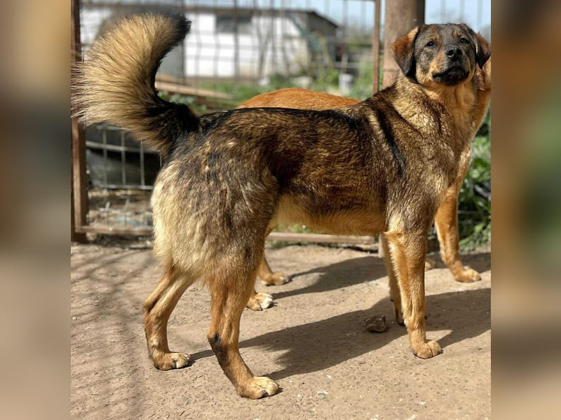 Bastian - aus Mangalia