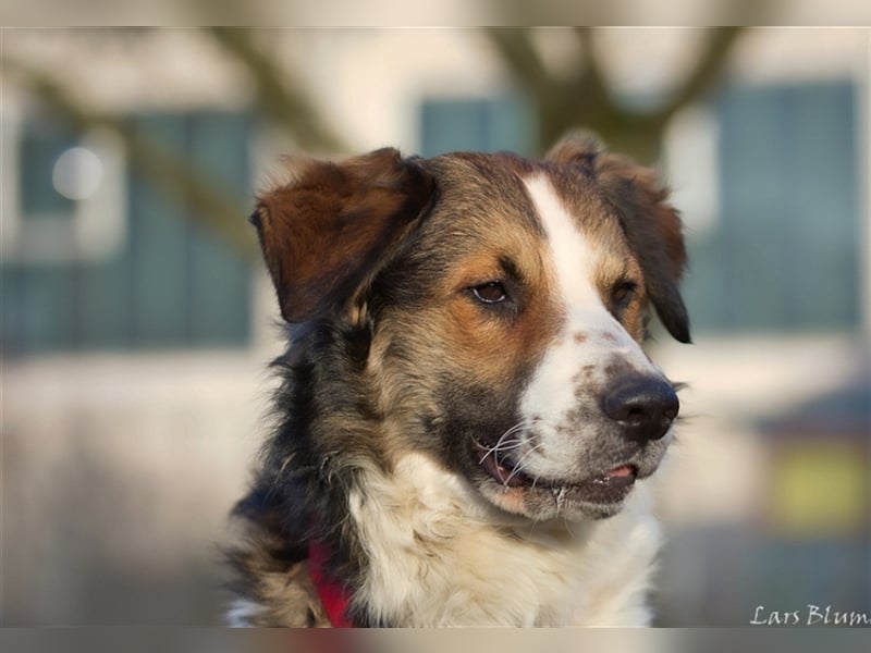Boomer sucht seine Menschen