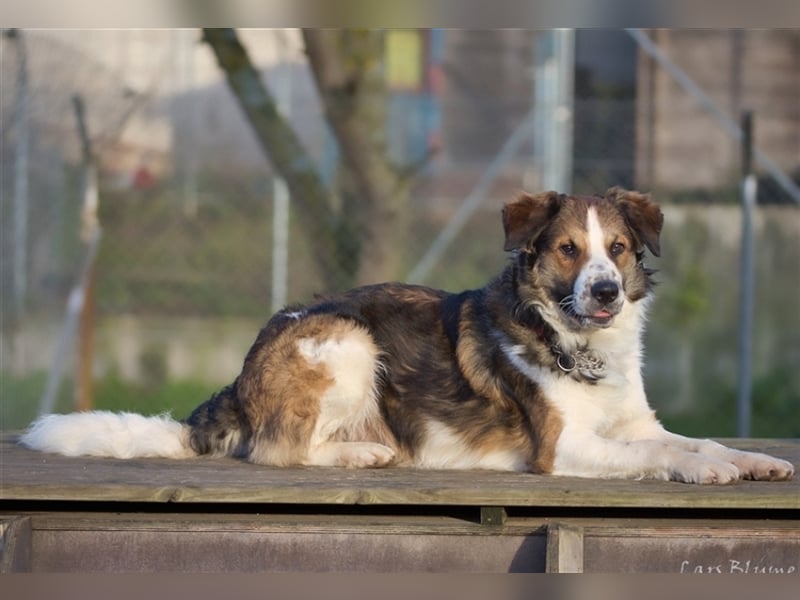 Boomer sucht seine Menschen