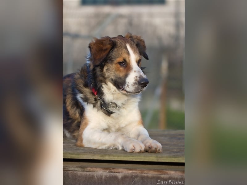 Boomer sucht seine Menschen