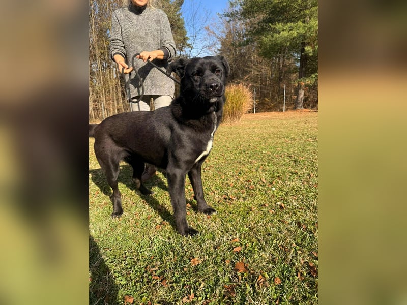 Naomi Labrador Mischling Hündin sucht Zuhause oder Pflegestelle