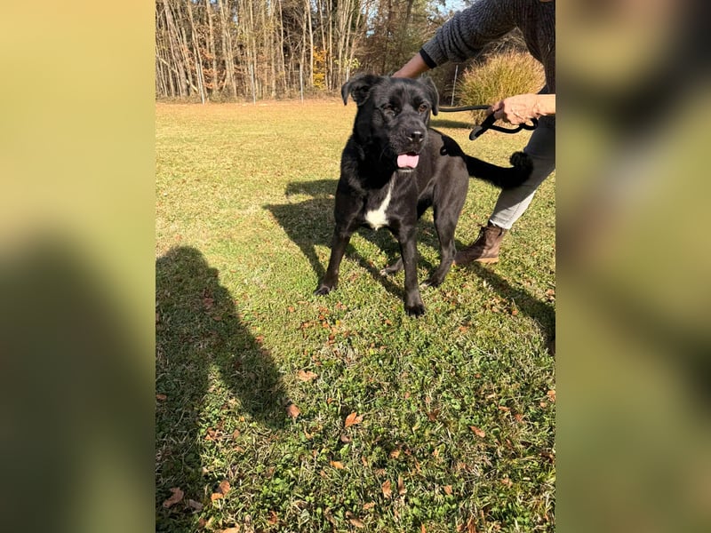 Naomi Labrador Mischling Hündin sucht Zuhause oder Pflegestelle