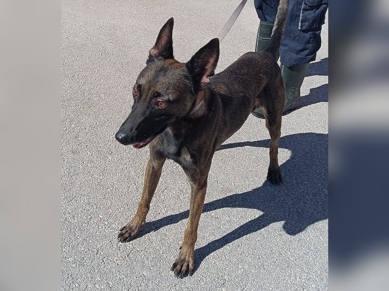 Lu aktive Malinois Mischlingshündin Mischling Hündin sucht Zuhause oder Pflegestelle