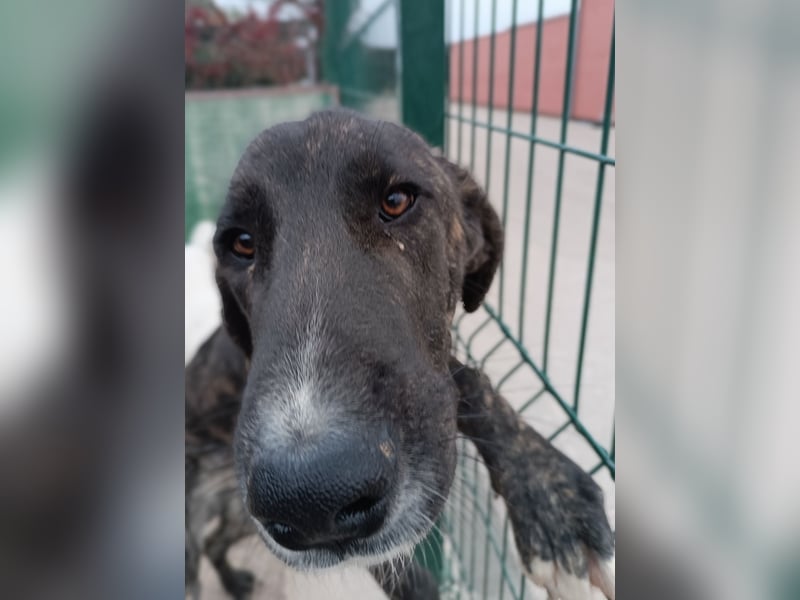 Raja Herdenschutzhund Mischling Rüde Junghund sucht Zuhause oder Pflegestelle