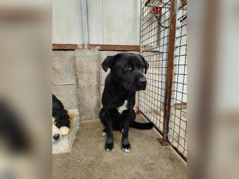 Naomi Labrador Mischling Hündin sucht Zuhause oder Pflegestelle