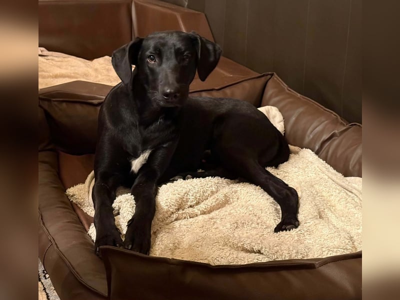 Jules Traumhund Mischling Rüde Junghund sucht Zuhause für immer