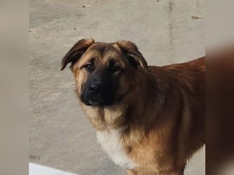 Alejandro Schäferhund Mischling Rüde sucht Zuhause oder Pflegestelle