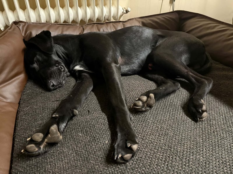 Jules Traumhund Mischling Rüde Junghund sucht Zuhause für immer