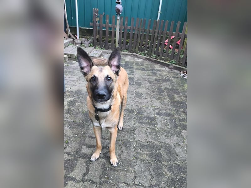 Bongo belgischer Schäferhund Malinois Mischling Junghund sucht Zuhause für immer