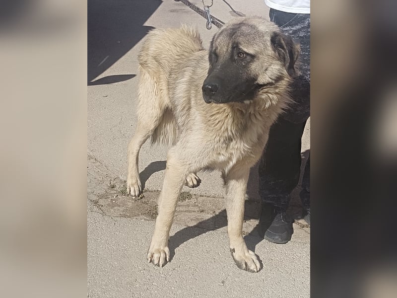 Tref großer Kangal Mischlingsrüde Mischling Rüde sucht Zuhause oder Pflegestelle