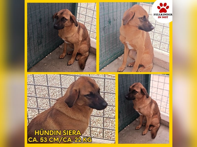 Siera schüchterne Mischlingshündin Mischling Hündin Junghund sucht Zuhause oder Pflegestelle