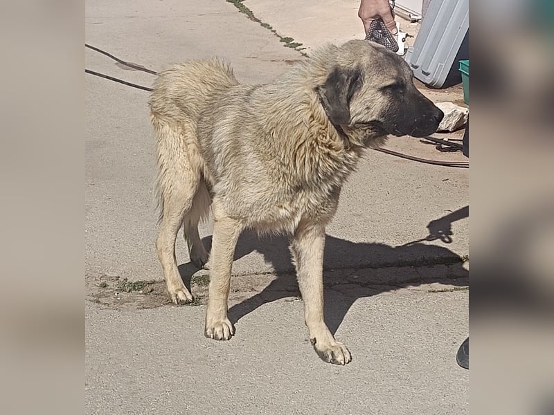 Tref großer Kangal Mischlingsrüde Mischling Rüde sucht Zuhause oder Pflegestelle