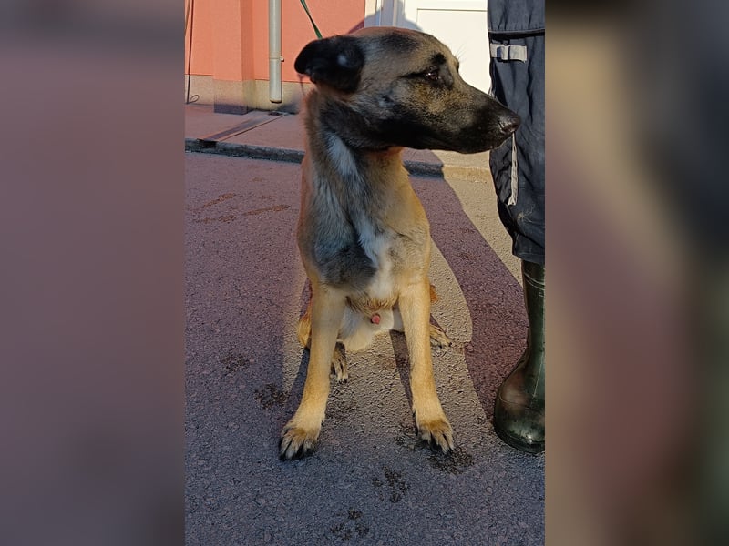 Rabi großer Herdenschutzhund Mischling Rüde sucht Zuhause oder Pflegestelle