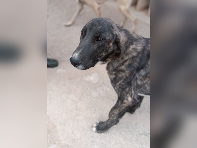 Raja Herdenschutzhund Mischling Rüde Junghund sucht Zuhause oder Pflegestelle