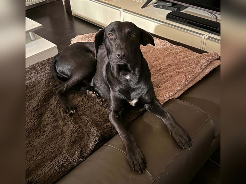 Jules Traumhund Mischling Rüde Junghund sucht Zuhause für immer