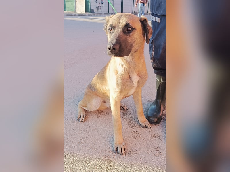 Rabi großer Herdenschutzhund Mischling Rüde sucht Zuhause oder Pflegestelle