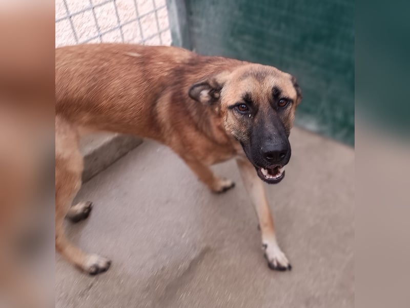 Alejandro Schäferhund Mischling Rüde sucht Zuhause oder Pflegestelle