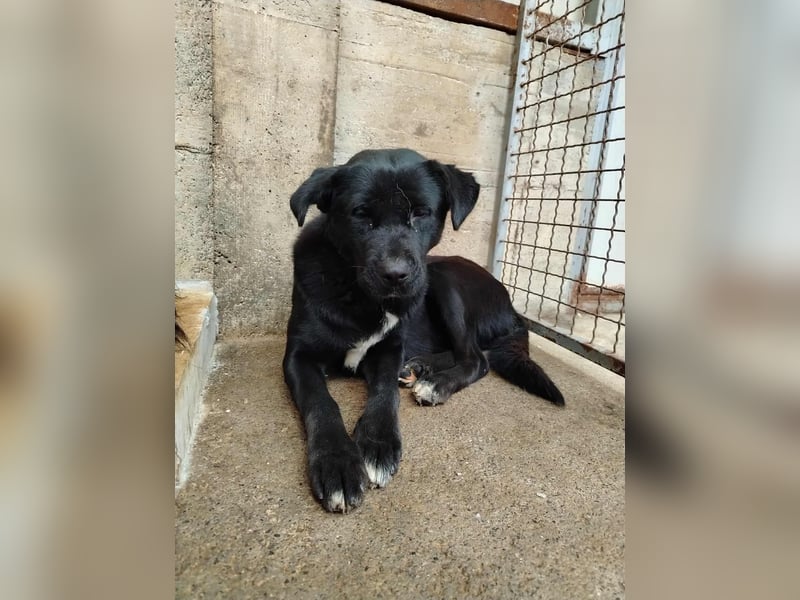 Naomi Labrador Mischling Hündin sucht Zuhause oder Pflegestelle