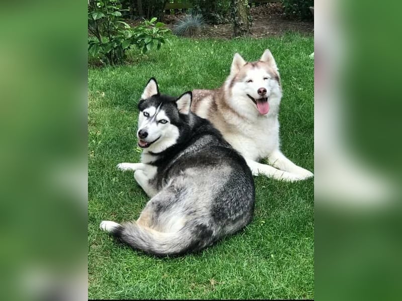NOTFALL 2 Senioren - Mahou & Ayeli 2 Huskys Husky Hündin Hündinnen suchen Zuhause für immer