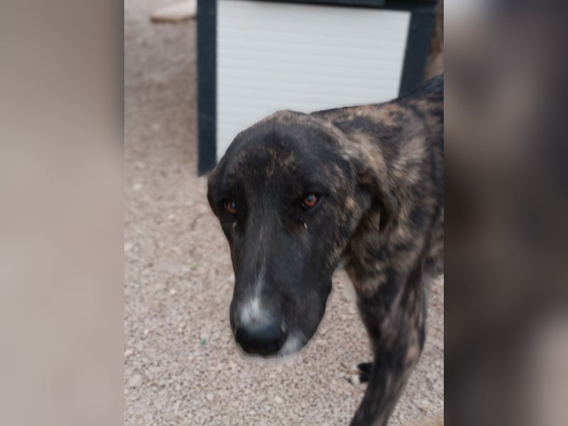 Raja Herdenschutzhund Mischling Rüde Junghund sucht Zuhause oder Pflegestelle