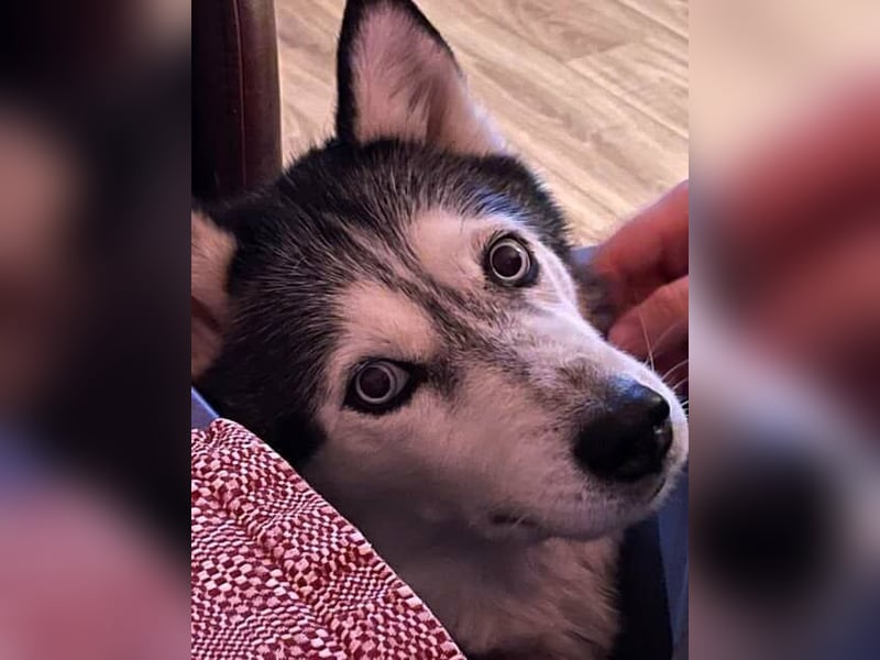NOTFALL 2 Senioren - Mahou & Ayeli 2 Huskys Husky Hündin Hündinnen suchen Zuhause für immer