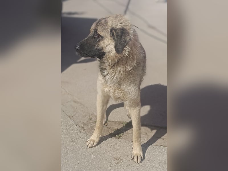 Tref großer Kangal Mischlingsrüde Mischling Rüde sucht Zuhause oder Pflegestelle