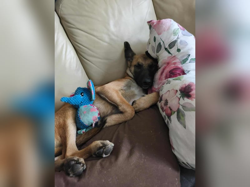Bongo belgischer Schäferhund Malinois Mischling Junghund sucht Zuhause für immer
