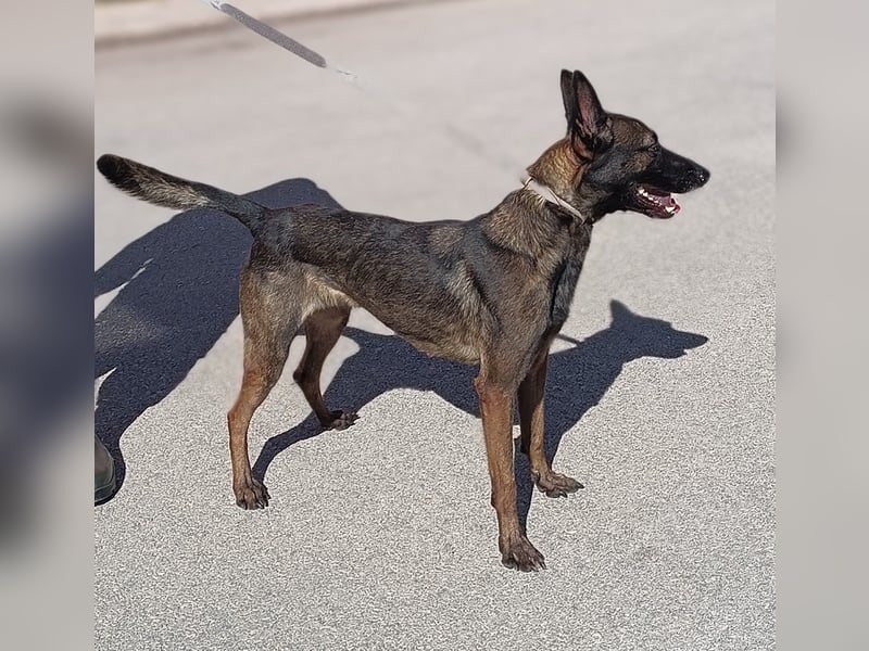 Lu aktive Malinois Mischlingshündin Mischling Hündin sucht Zuhause oder Pflegestelle