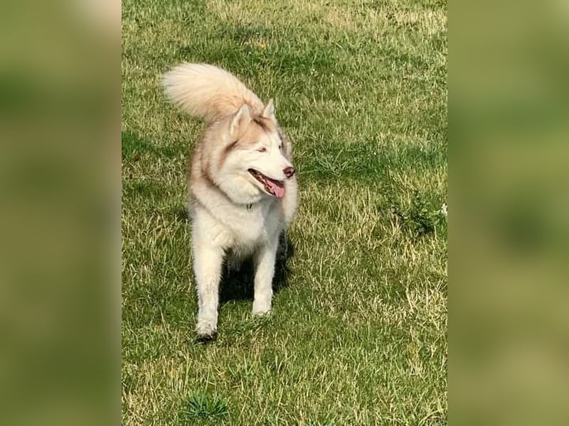 NOTFALL 2 Senioren - Mahou & Ayeli 2 Huskys Husky Hündin Hündinnen suchen Zuhause für immer