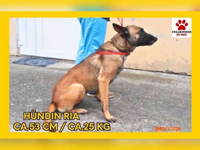 Ria Malinois Mischlingshündin Mischling Hündin sucht Zuhause oder Pflegestelle