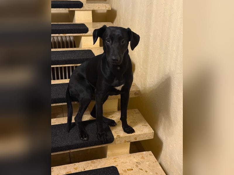 Jules Traumhund Mischling Rüde Junghund sucht Zuhause für immer