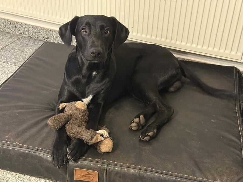 Jules Traumhund Mischling Rüde Junghund sucht Zuhause für immer