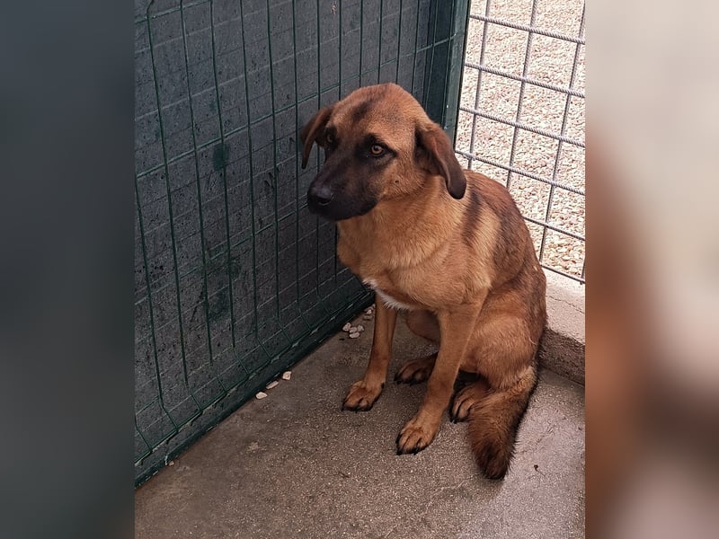 Siera schüchterne Mischlingshündin Mischling Hündin Junghund sucht Zuhause oder Pflegestelle